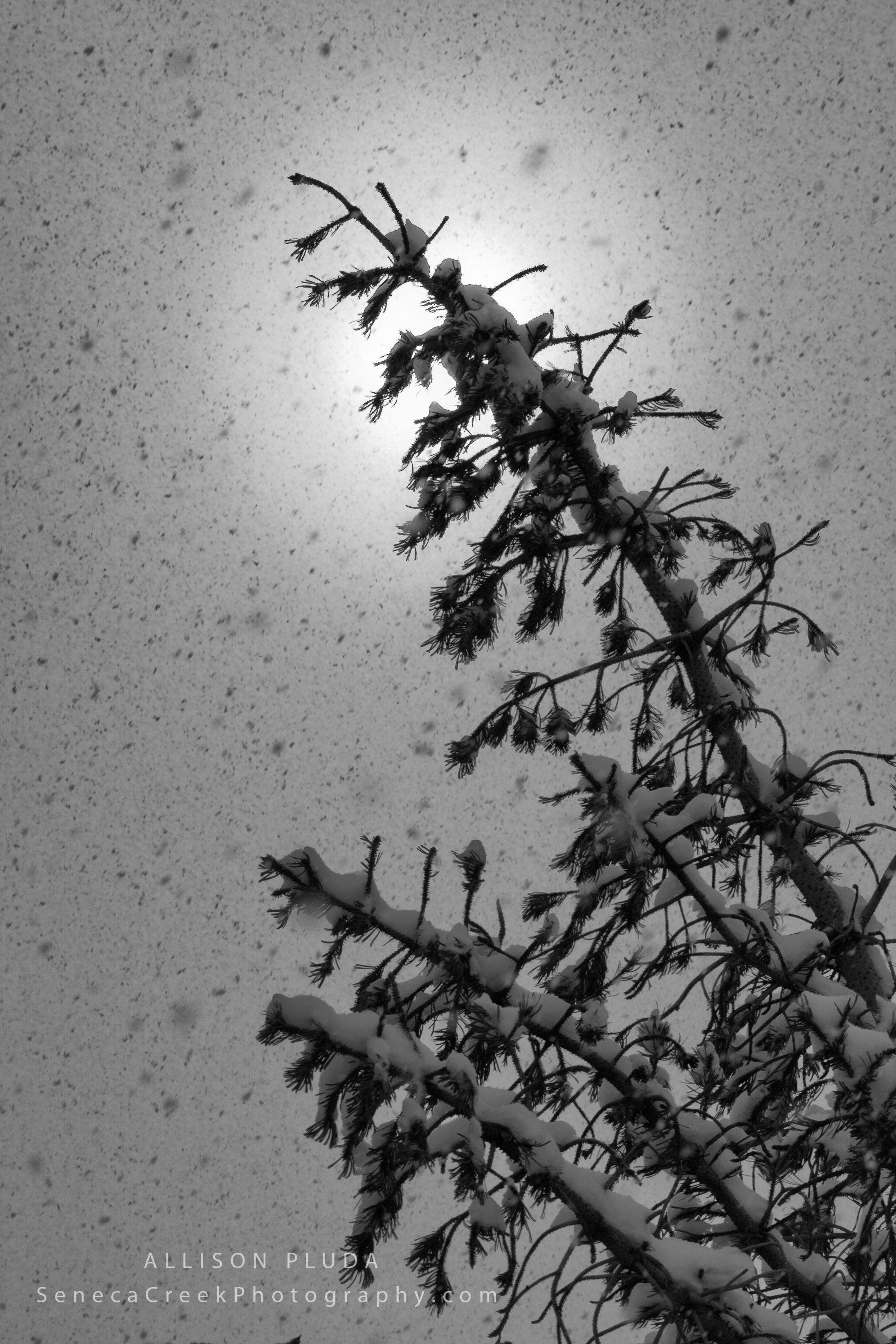 Morning Sun through a Snow Storm from Laramie, Wyoming, Black and White