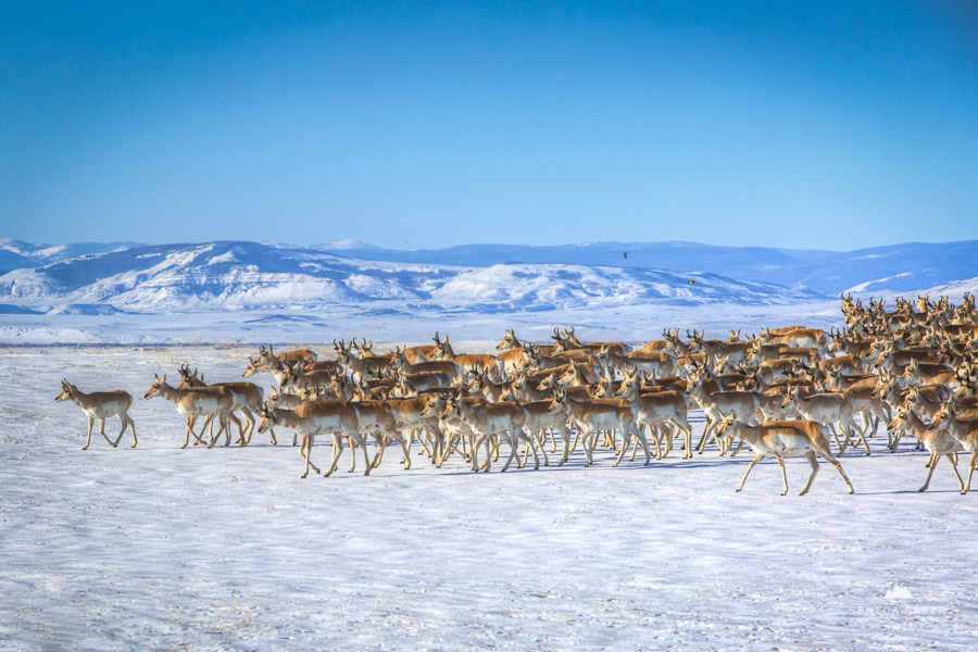 The pronghorn antelope migration is one of the longest overland mammal migrations in North America.