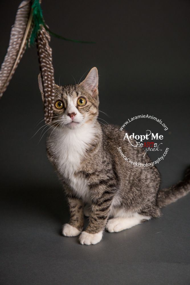 Kittens up for adoption through www.LaramieAnimals.org
