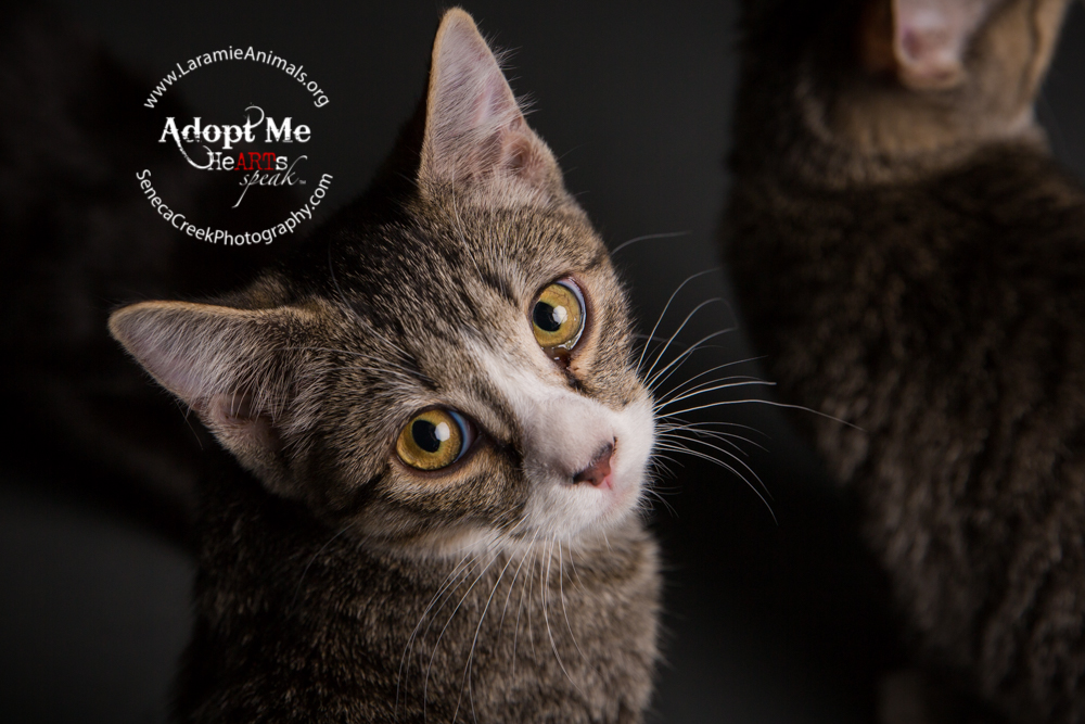 Kittens up for adoption through www.LaramieAnimals.org