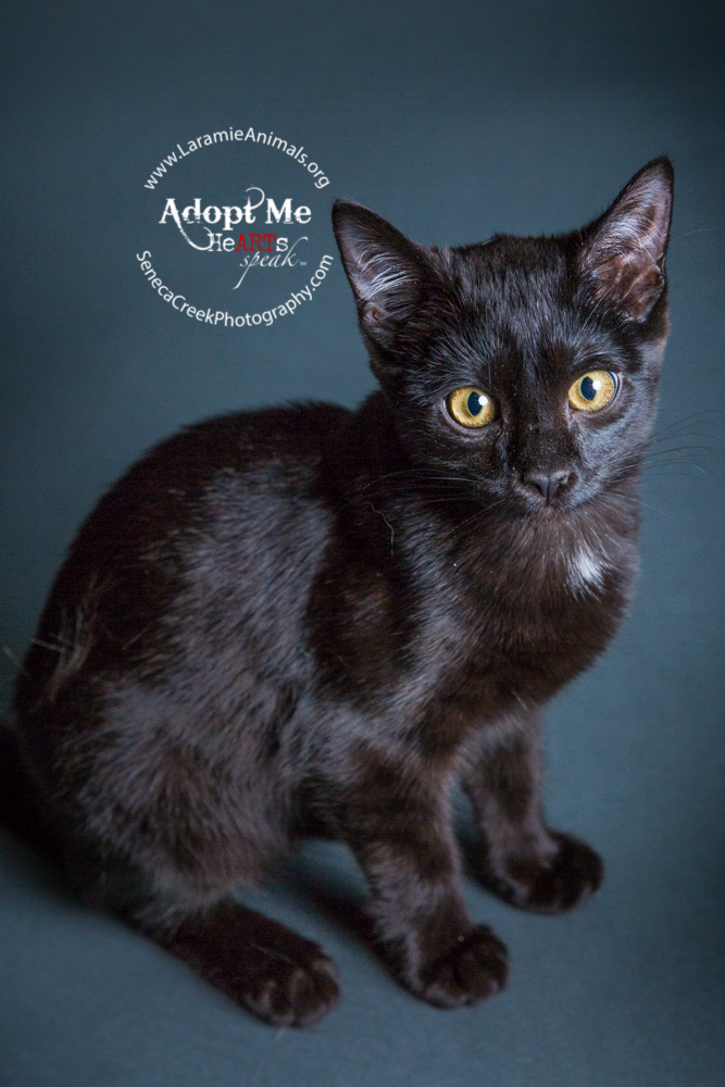 Kittens up for adoption through www.LaramieAnimals.org