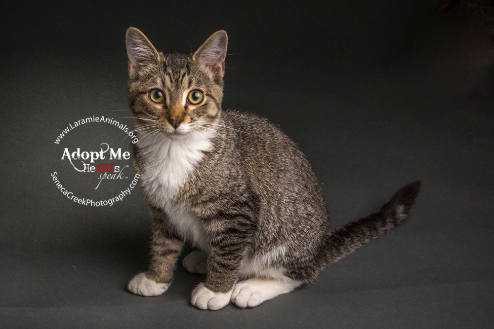 Kittens up for adoption through www.LaramieAnimals.org