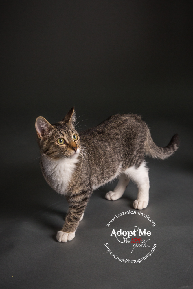 Kittens up for adoption through www.LaramieAnimals.org