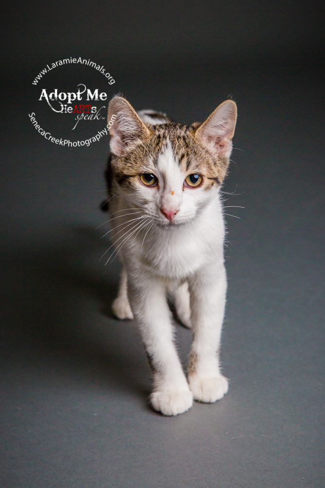 SenecaCreekPhotography.com Kitten Adoption Pet Portraits at the Studio for Laramie Animal Welfare Society 