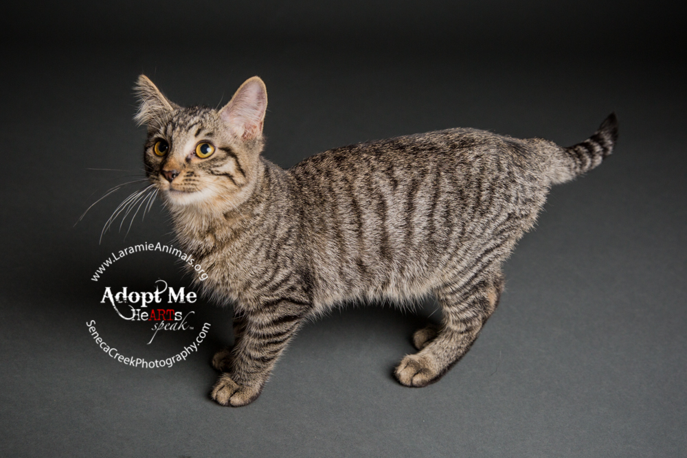 SenecaCreekPhotography.com Kitten Adoption Pet Portraits at the Studio for Laramie Animal Welfare Society