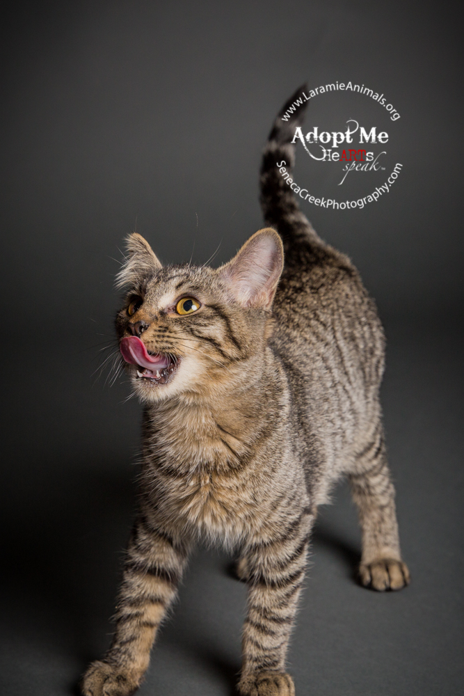 SenecaCreekPhotography.com Kitten Adoption Pet Portraits at the Studio for Laramie Animal Welfare Society