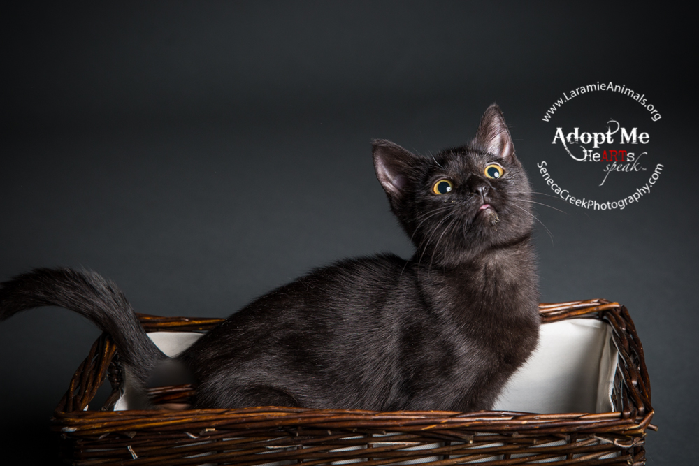SenecaCreekPhotography.com Kitten Adoption Pet Portraits at the Studio for Laramie Animal Welfare Society