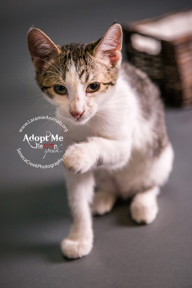 SenecaCreekPhotography.com Kitten Adoption Pet Portraits at the Studio for Laramie Animal Welfare Society