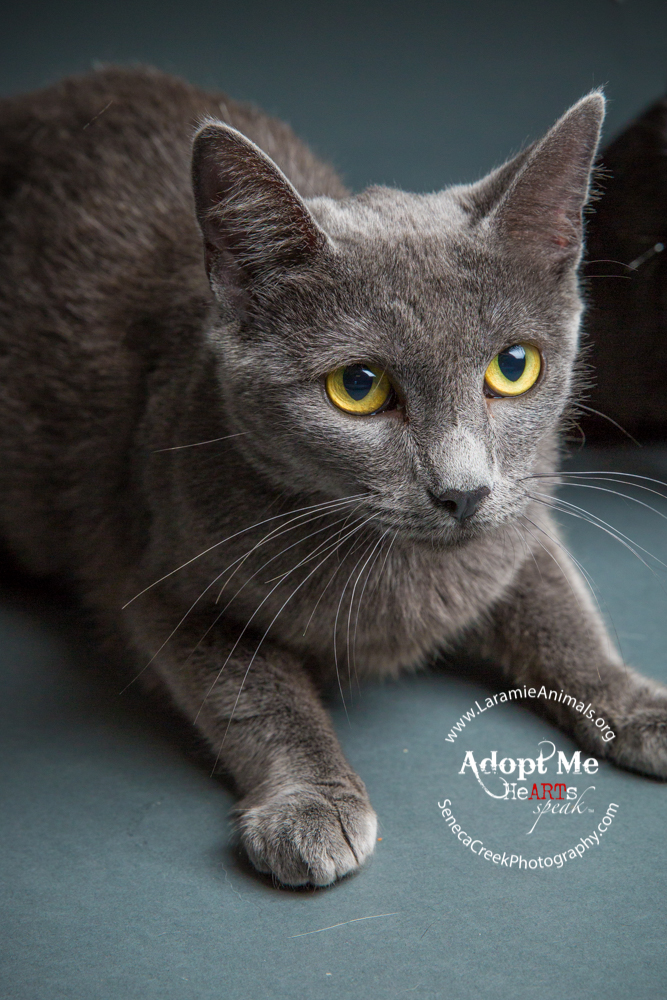 SenecaCreekPhotography.com Kitten Adoption Pet Portraits at the Studio for Laramie Animal Welfare Society