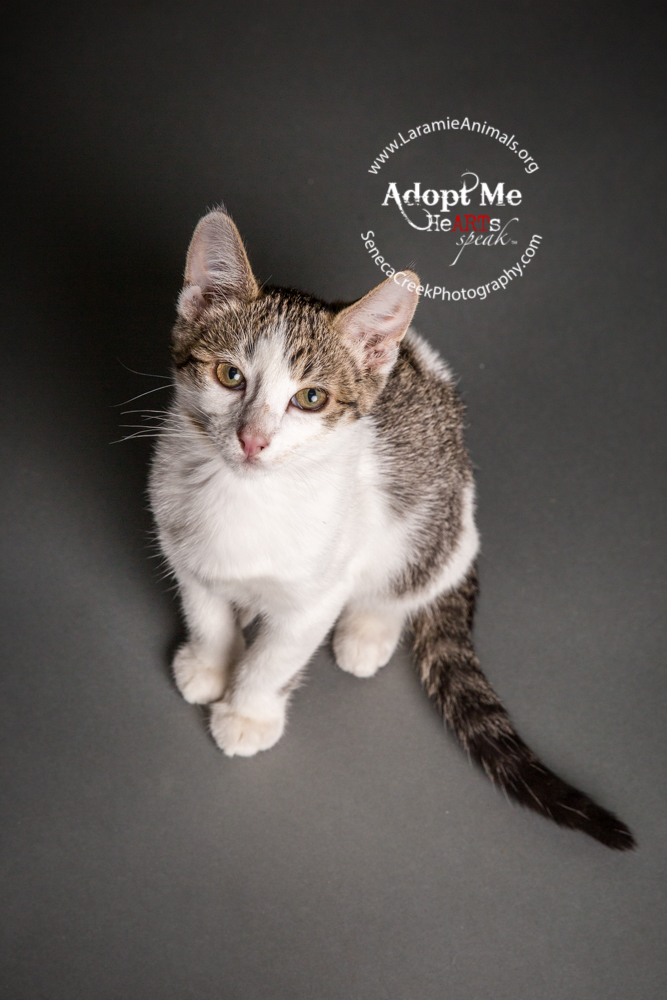 SenecaCreekPhotography.com Kitten Adoption Pet Portraits at the Studio for Laramie Animal Welfare Society