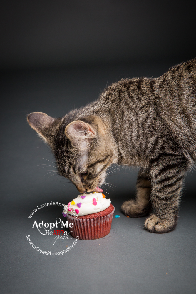SenecaCreekPhotography.com Kitten Adoption Pet Portraits at the Studio for Laramie Animal Welfare Society