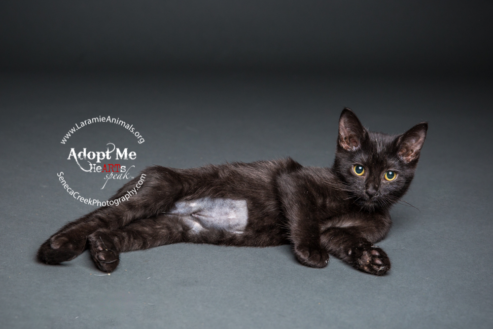 SenecaCreekPhotography.com Kitten Adoption Pet Portraits at the Studio for Laramie Animal Welfare Society