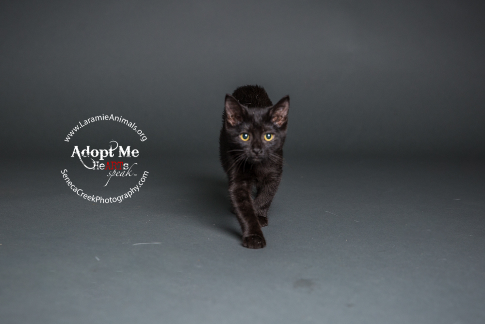 SenecaCreekPhotography.com Kitten Adoption Pet Portraits at the Studio for Laramie Animal Welfare Society