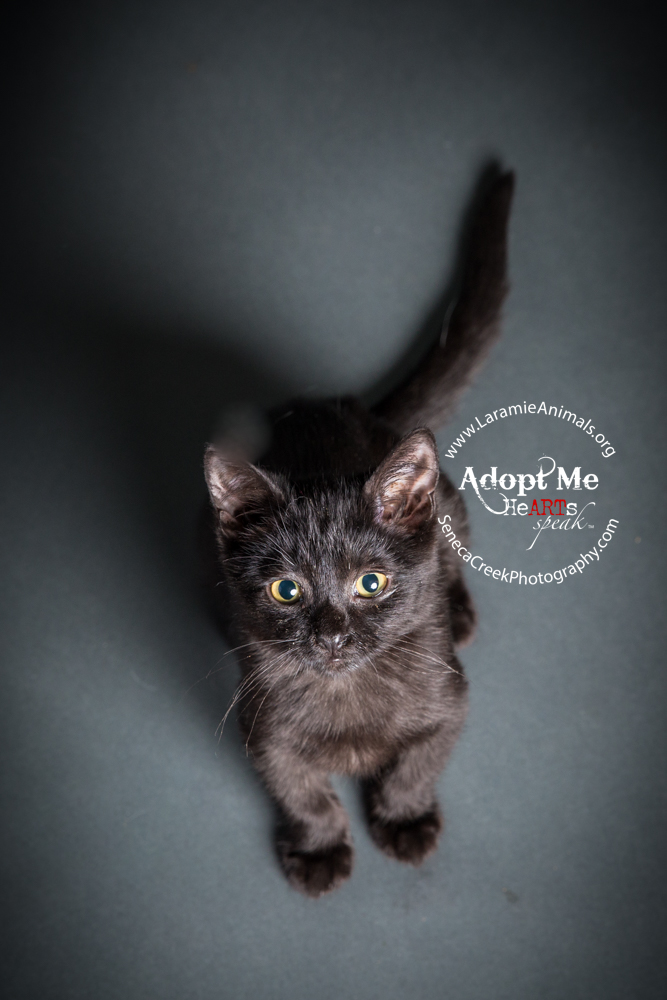 SenecaCreekPhotography.com Kitten Adoption Pet Portraits at the Studio for Laramie Animal Welfare Society