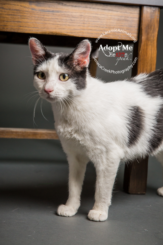 SenecaCreekPhotography.com Kitten Adoption Pet Portraits at the Studio for Laramie Animal Welfare Society