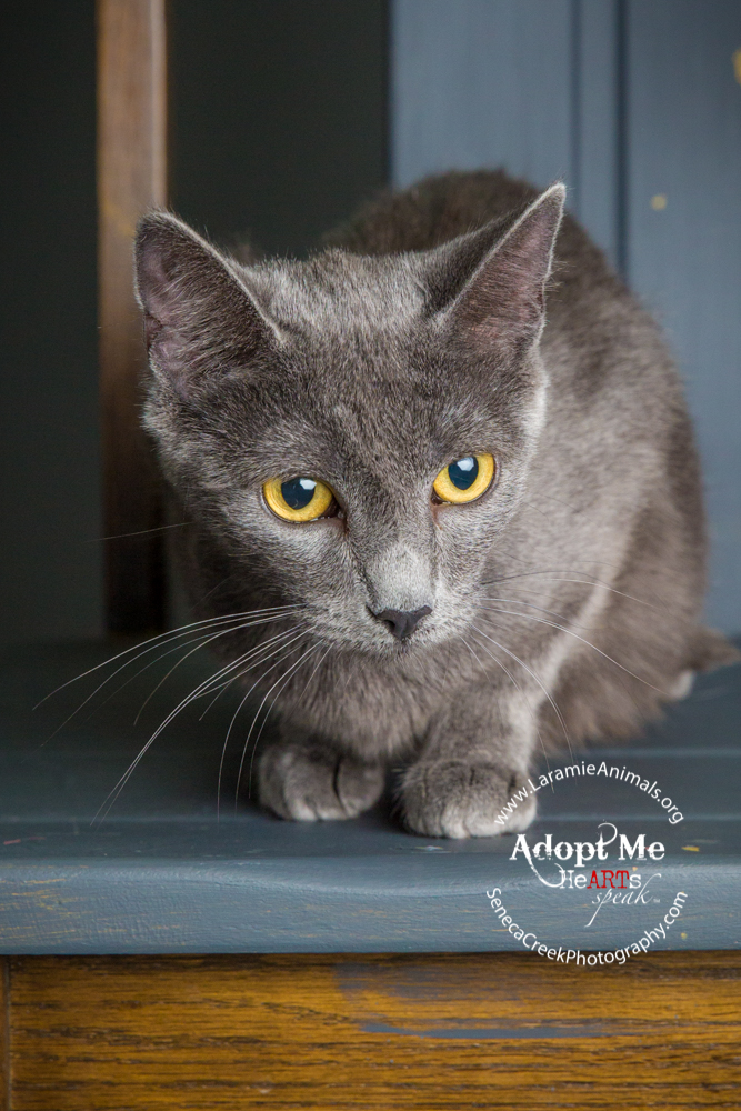 SenecaCreekPhotography.com Kitten Adoption Pet Portraits at the Studio for Laramie Animal Welfare Society
