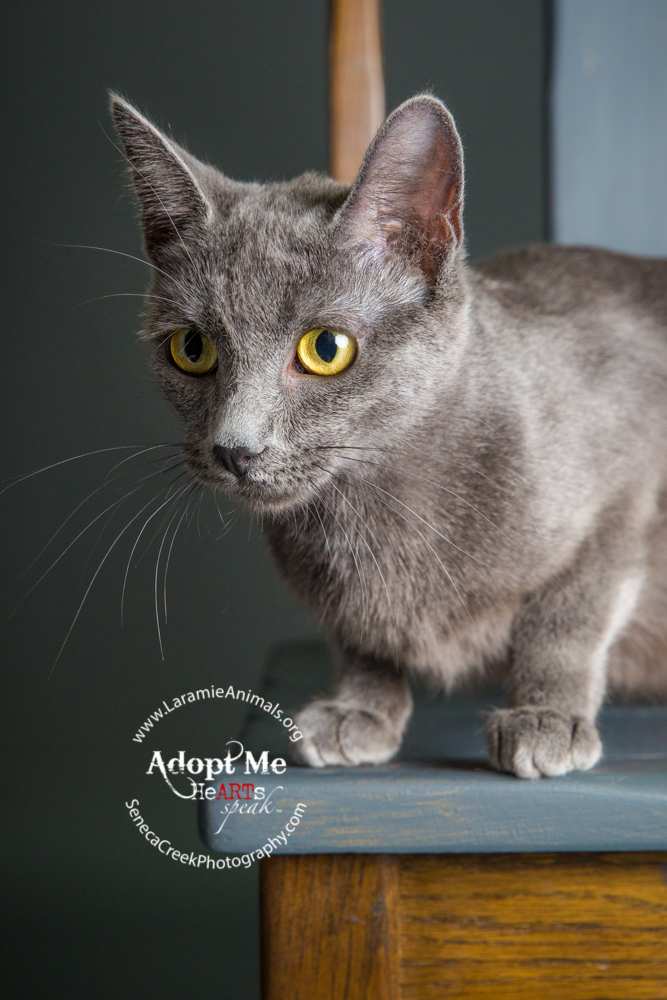 SenecaCreekPhotography.com Kitten Adoption Pet Portraits at the Studio for Laramie Animal Welfare Society 
