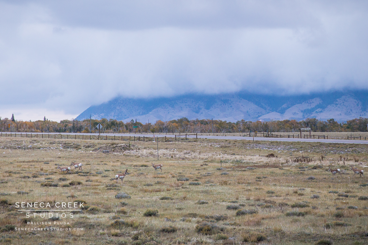 SenecaCreekStudios.com | Fine Art Nature and Landscape Photography, Prints, and Stock Licensing by Allison Pluda | Laramie, Wyoming | First Snow Fall Tress Mountains Winter | Seneca-Creek-Studios-170927-SCS19619-5