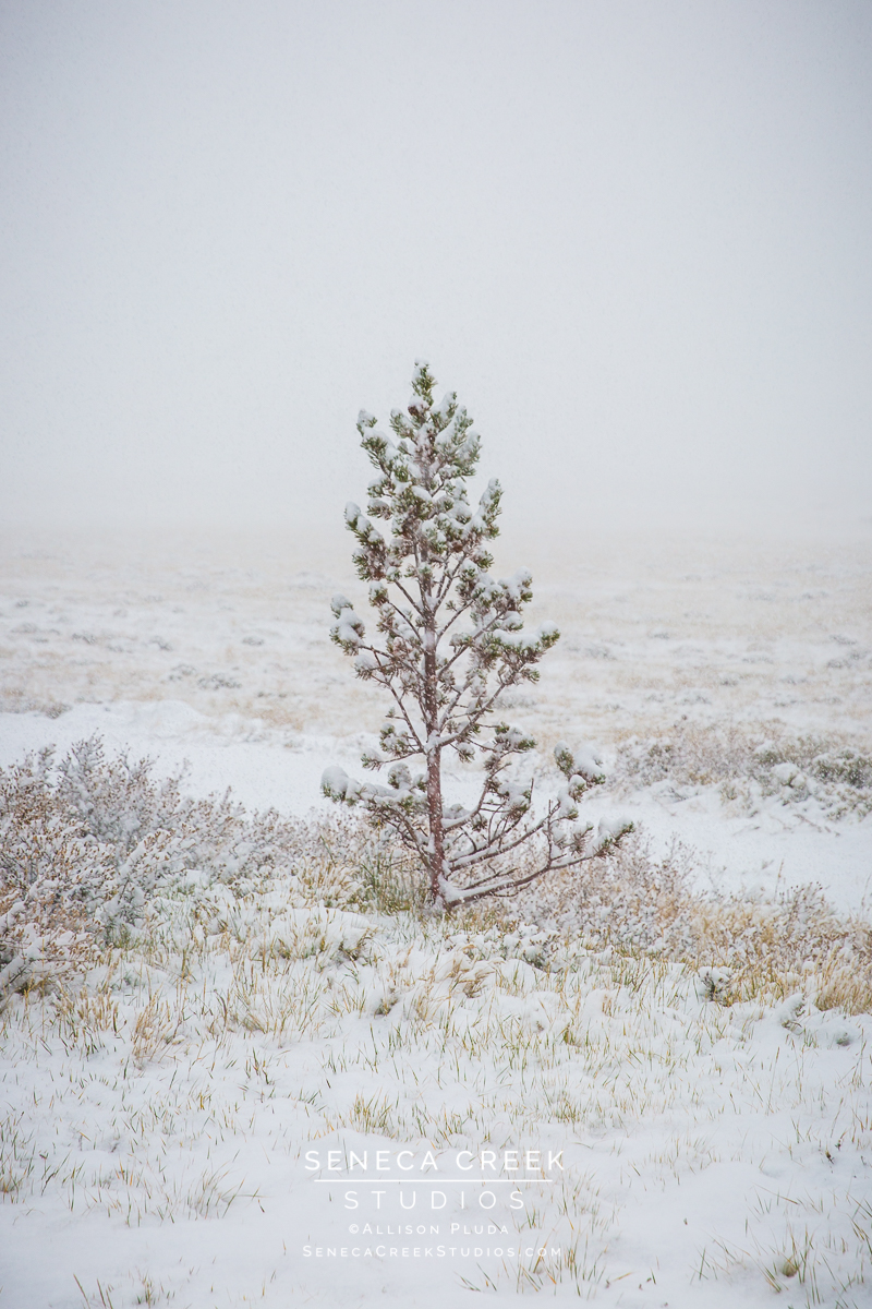 SenecaCreekStudios.com | Fine Art Nature and Landscape Photography, Prints, and Stock Licensing by Allison Pluda | Laramie, Wyoming | First Snow Fall Tress Mountains Winter | Seneca-Creek-Studios-171002-SCS19670-56