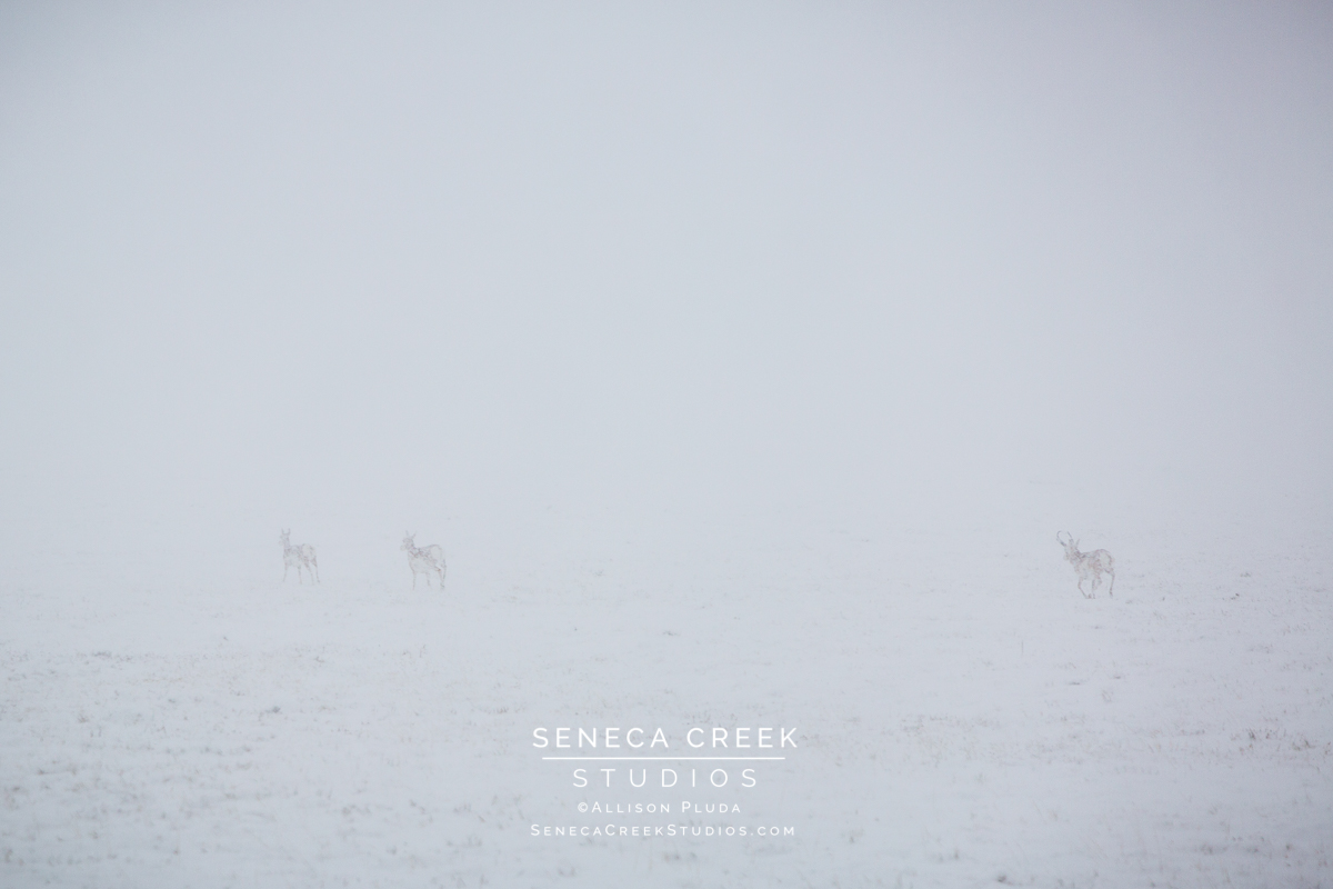 SenecaCreekStudios.com | Fine Art Nature and Landscape Photography, Prints, and Stock Licensing by Allison Pluda | Laramie, Wyoming | First Snow Fall Tress Mountains Winter | Seneca-Creek-Studios-171002-SCS19674-60