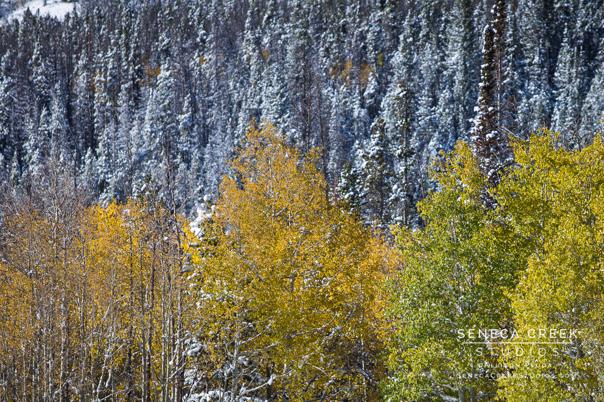 SenecaCreekStudios.com | Fine Art Nature and Landscape Photography, Prints, and Stock Licensing by Allison Pluda | Laramie, Wyoming | First Snow Fall Tress Mountains Winter | Seneca-Creek-Studios-171003-SCS19680-66