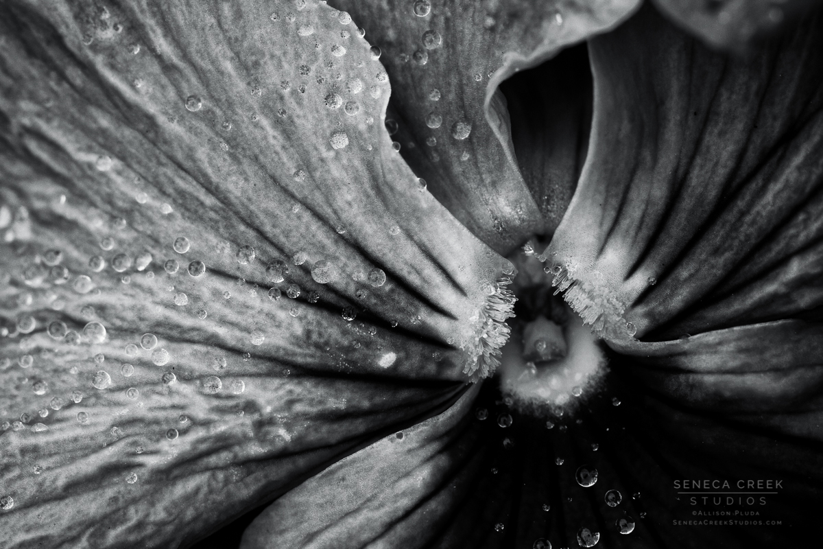 Morning Rain & Water Droplets on the Face of a Pansy, Macro Flower Photography Black and White | | SenecaCreekStudios.com by Allison Pluda | Fine Art Nature, Landscape, & Wildlife Archival Wall Prints from the Rocky Mountains | Metal Aluminum Photography Prints | Archival Framed Matted Wall Prints | Wyoming & Western Professional Photography & Astrophotography | Gifts, Souvenirs, & Cards | Seneca Creek Studios Art Gallery, Portrait, & Design Studio in historic downtown Laramie, Wyoming also serving Cheyenne, Fort Collins, and the Front Range of Northern Colorado