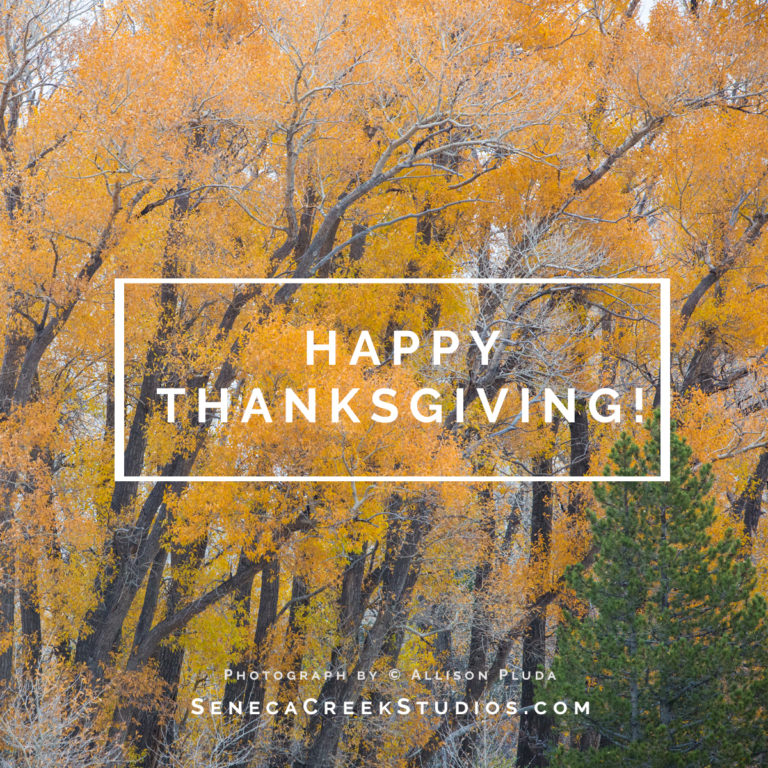 Happy Thanksgiving! ???